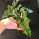 Alocasia Jacklyn