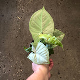 Syngonium 'Milk Confetti'