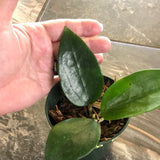 Hoya Pottsii 'Chiang Mai'