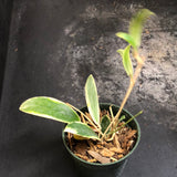 Hoya Verticillata "white margins" aka (albo marginata)