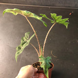Alocasia Jacklyn