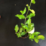 Barbados Cherry 'Acerola' Bush