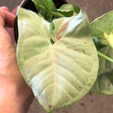 Syngonium 'Milk Confetti'