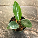 Hoya Pottsii 'Chiang Mai'
