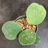 Hoya Obovata