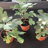 Fig Bushes