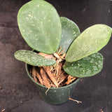 Hoya Obovata