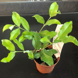 Barbados Cherry 'Acerola' Bush