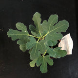 Fig Bushes