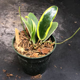 Hoya Verticillata "white margins" aka (albo marginata)
