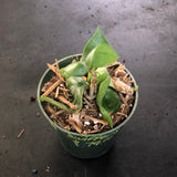 Hoya RHM 022 “Swiffers Tail”