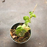 Hoya RHM 022 “Swiffers Tail”