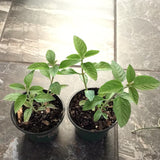 Lippia Alba AKA Juanilama Tea Plant, Lemon Verbena