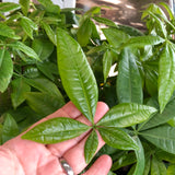 Money Tree 'Lucky Braids' (Pachira Aquatica)