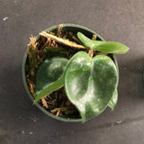 Hoya RHM 022 “Swiffers Tail”