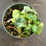 Hoya RHM 022 “Swiffers Tail”
