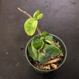 Hoya RHM 022 “Swiffers Tail”