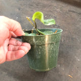 Hoya RHM 022 “Swiffers Tail”