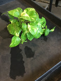 Golden Pothos (Epipremnum Aureum "Golden") aka Hawaiian Pothos