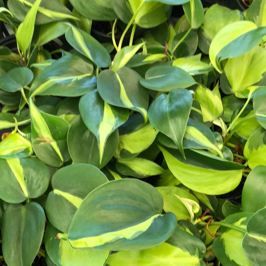 Philodendron Brasil – Christine's Tropical & Exotic Plants