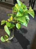 Golden Pothos (Epipremnum Aureum "Golden") aka Hawaiian Pothos