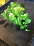 Golden Pothos (Epipremnum Aureum "Golden") aka Hawaiian Pothos