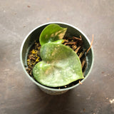 Hoya RHM 022 “Swiffers Tail”