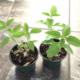 Lippia Alba AKA Juanilama Tea Plant, Lemon Verbena