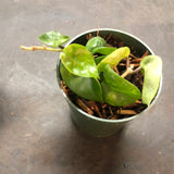 Hoya RHM 022 “Swiffers Tail”