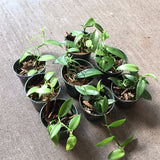 Vanilla Planifolia aka Vanilla Bean Orchid