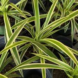 Spider Plant variegated (Chlorophytum Comosum Variegated)