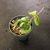 Hoya RHM 022 “Swiffers Tail”