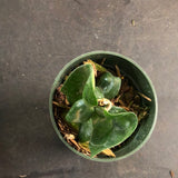 Hoya RHM 022 “Swiffers Tail”