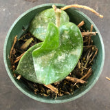 Hoya RHM 022 “Swiffers Tail”