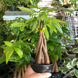 Money Tree 'Lucky Braids' (Pachira Aquatica)