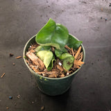 Hoya RHM 022 “Swiffers Tail”