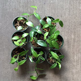 Vanilla Planifolia aka Vanilla Bean Orchid