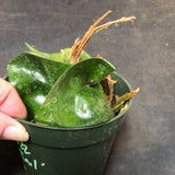 Hoya RHM 022 “Swiffers Tail”