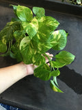 Golden Pothos (Epipremnum Aureum "Golden") aka Hawaiian Pothos