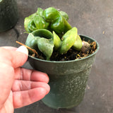 Hoya RHM 022 “Swiffers Tail”