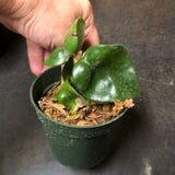 Hoya RHM 022 “Swiffers Tail”