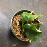 Hoya RHM 022 “Swiffers Tail”