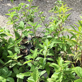 Lippia Alba AKA Juanilama Tea Plant, Lemon Verbena