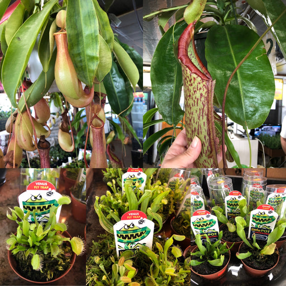 Picture of various carnivorous  plants