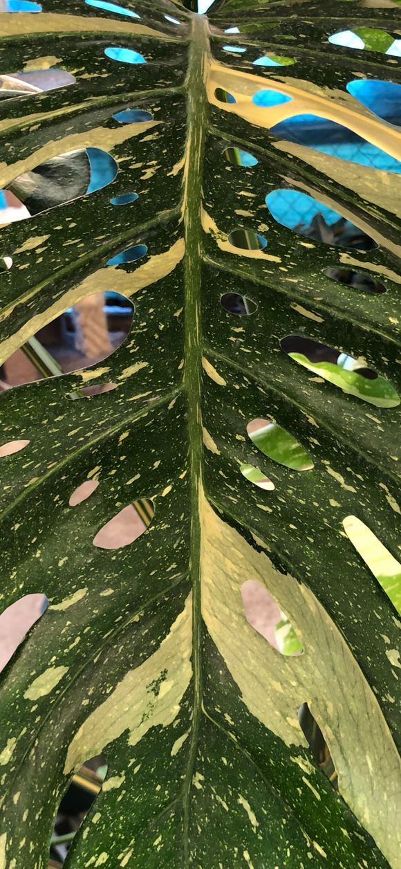 Monstera and Aroids