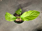 Tacca Integrifolia ‘White Bat Plant’