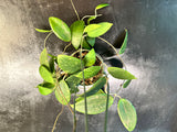 Hoya Wilbergiae hanging basket