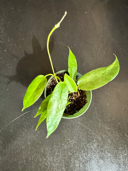 Hoya archboldiana variegata 約5~６cmカップ Hoya Archboldiana – Christine's Tropical & Exotic Plants