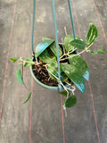 Hoya EPC 301 (black leaf) hanging basket