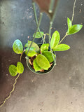 Hoya Hanhiae (hanging basket)